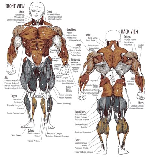 bodybuildeur|Complete Muscle Guide for Bodybuilders